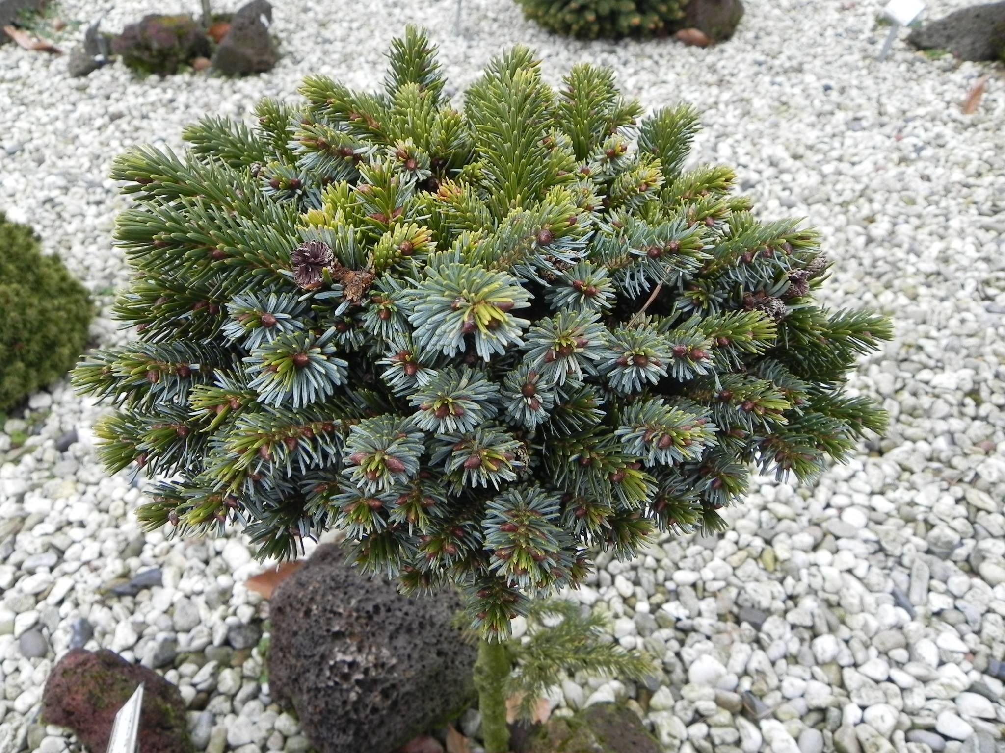 Ель аянская