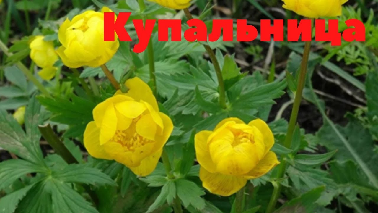 Купальница