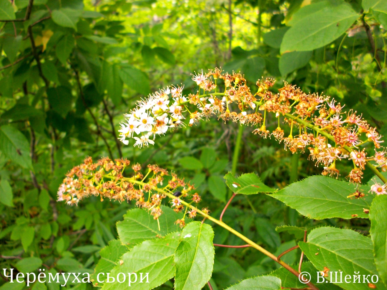 Черемуха сьори