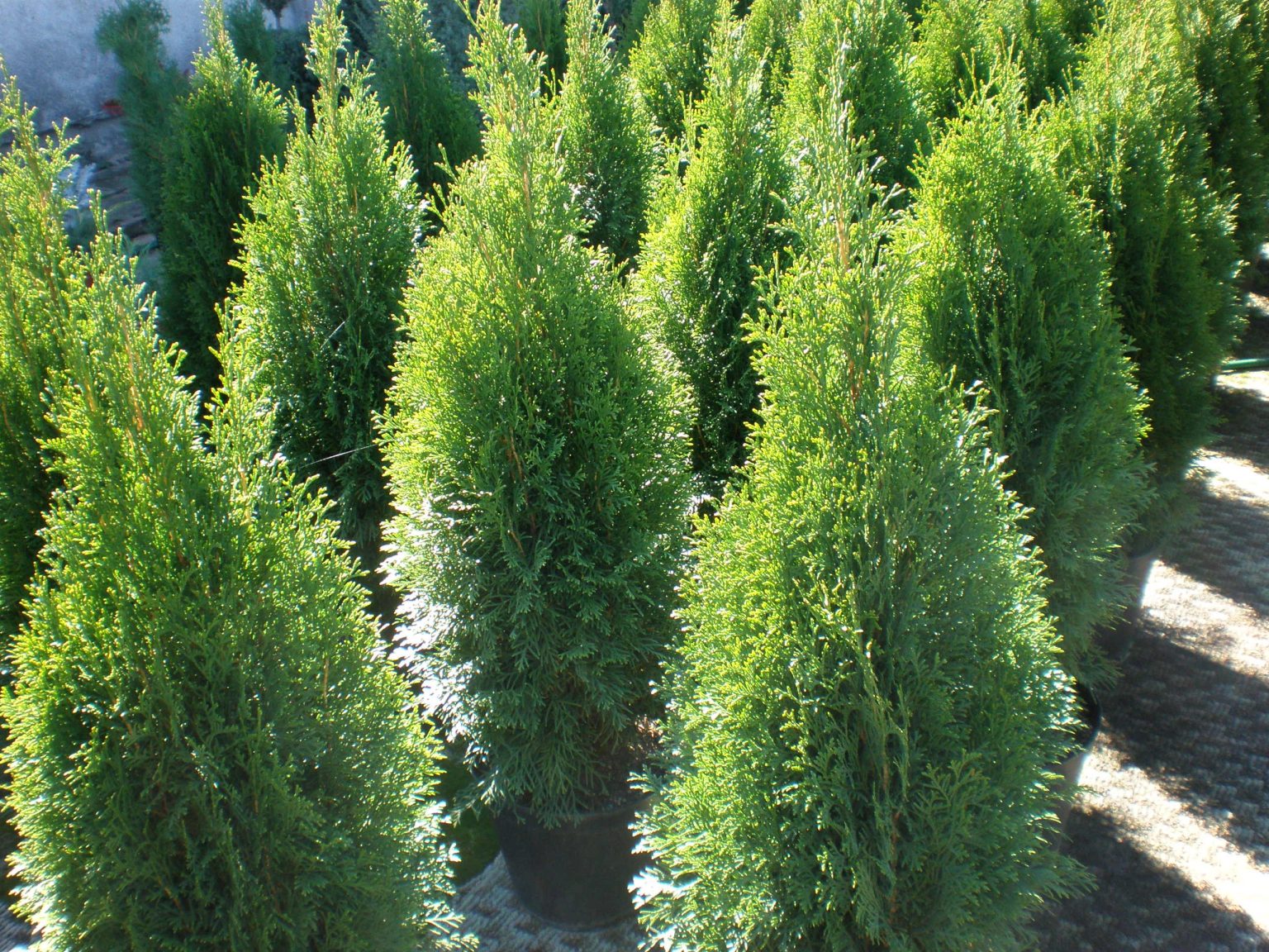 Туя восточная