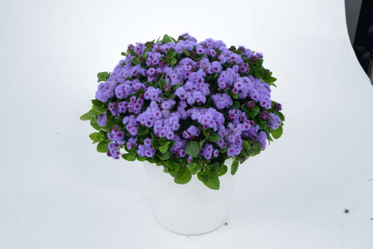 Агератум Агератум