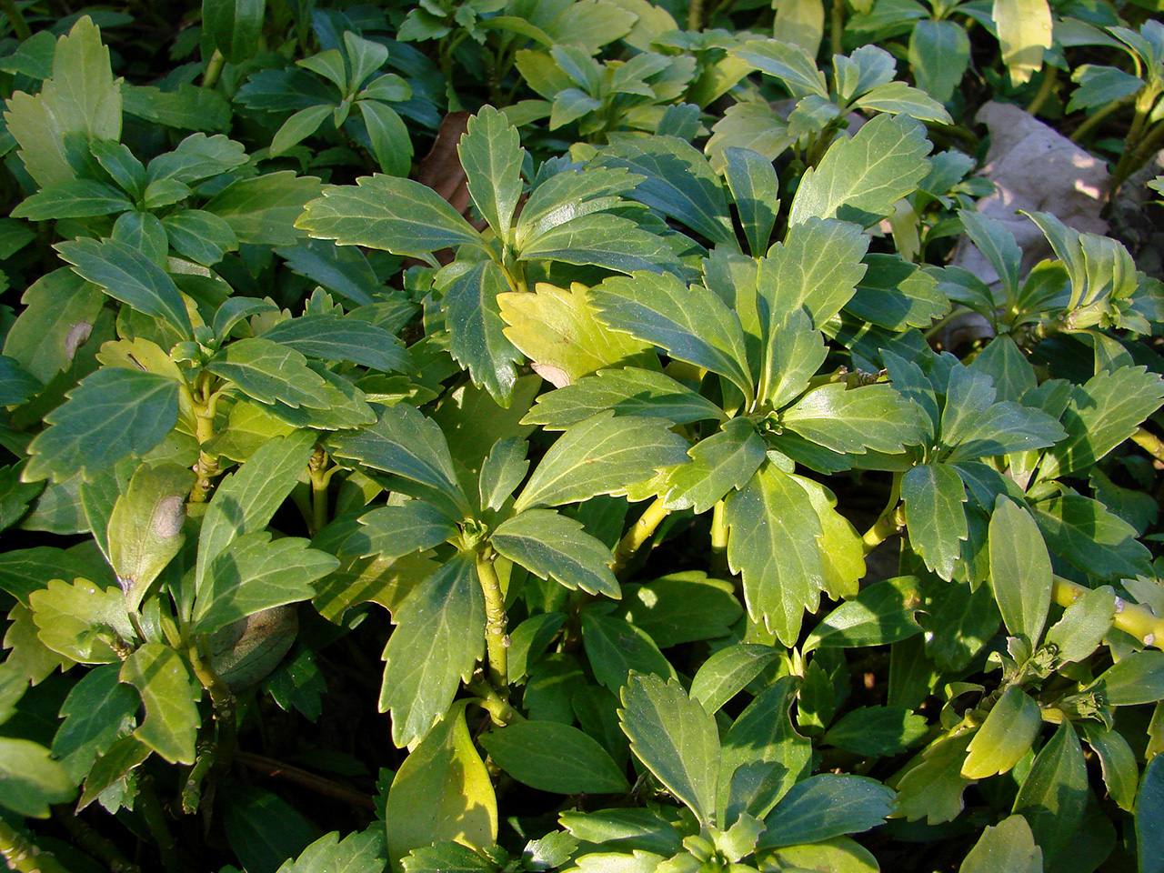 Пахизандра Пахизандра