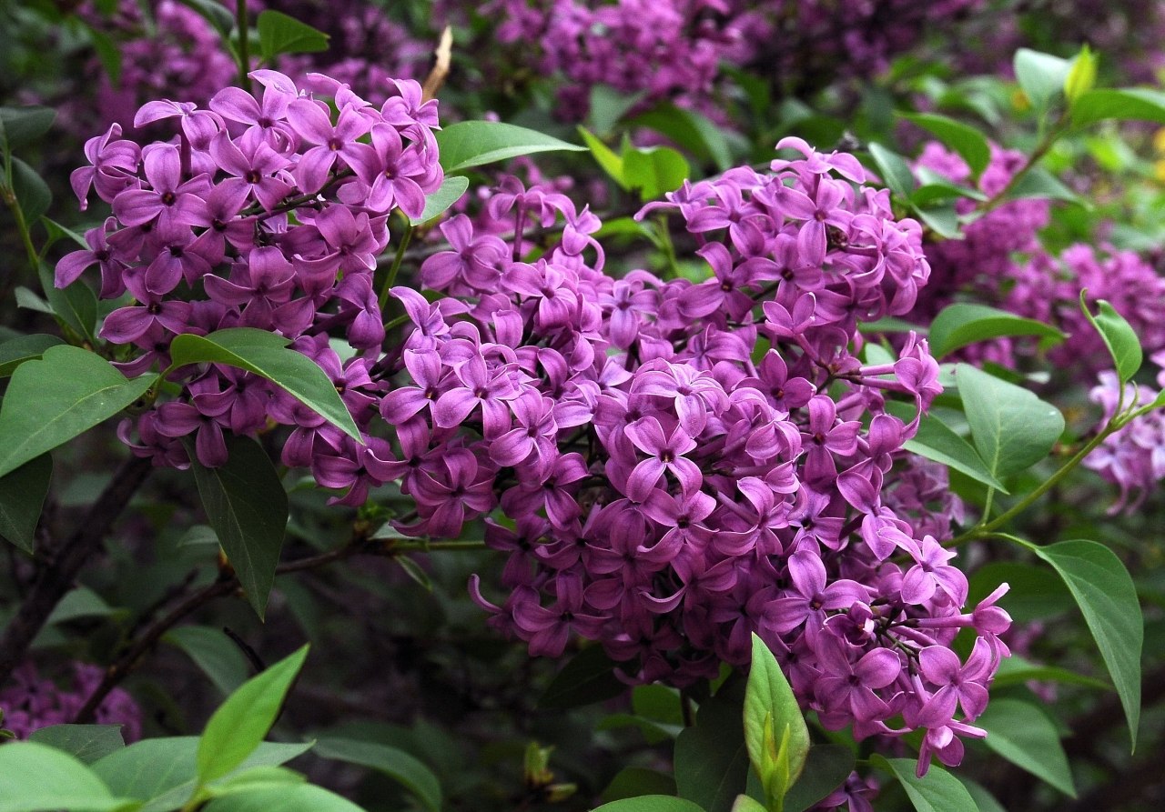 Сирень персидская