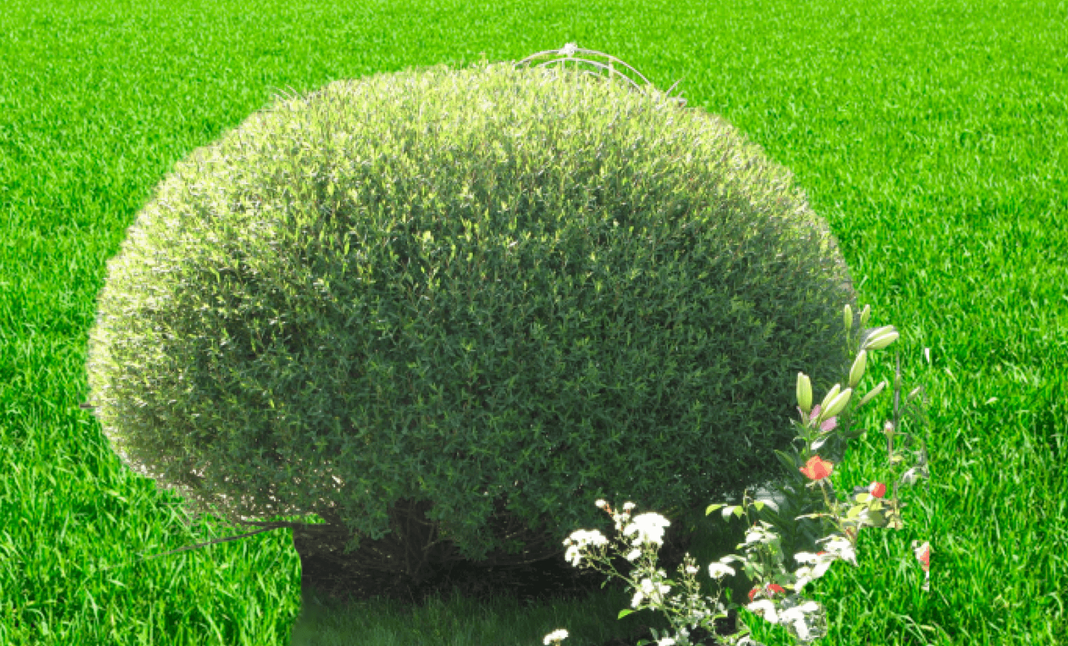 Ива пурпурная Ива пурпурная