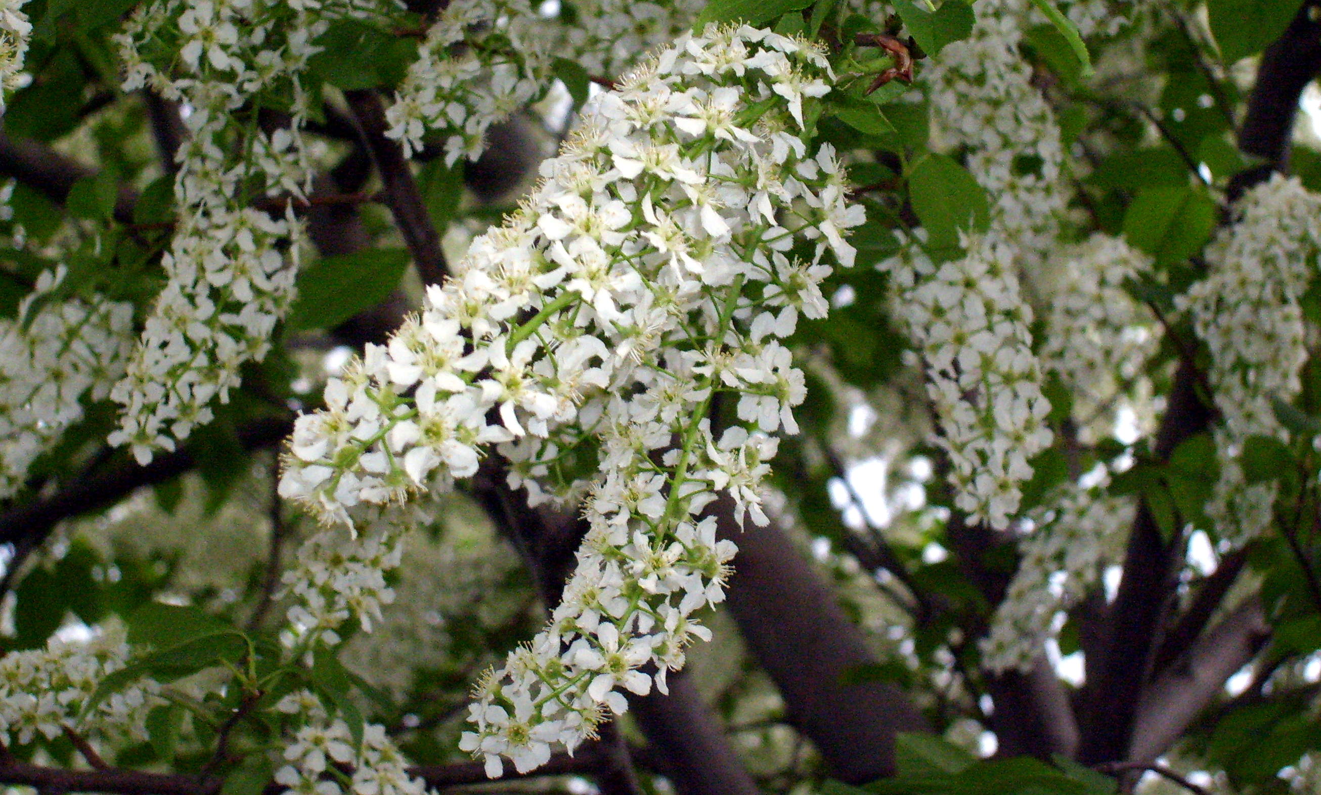 Черемуха сьори