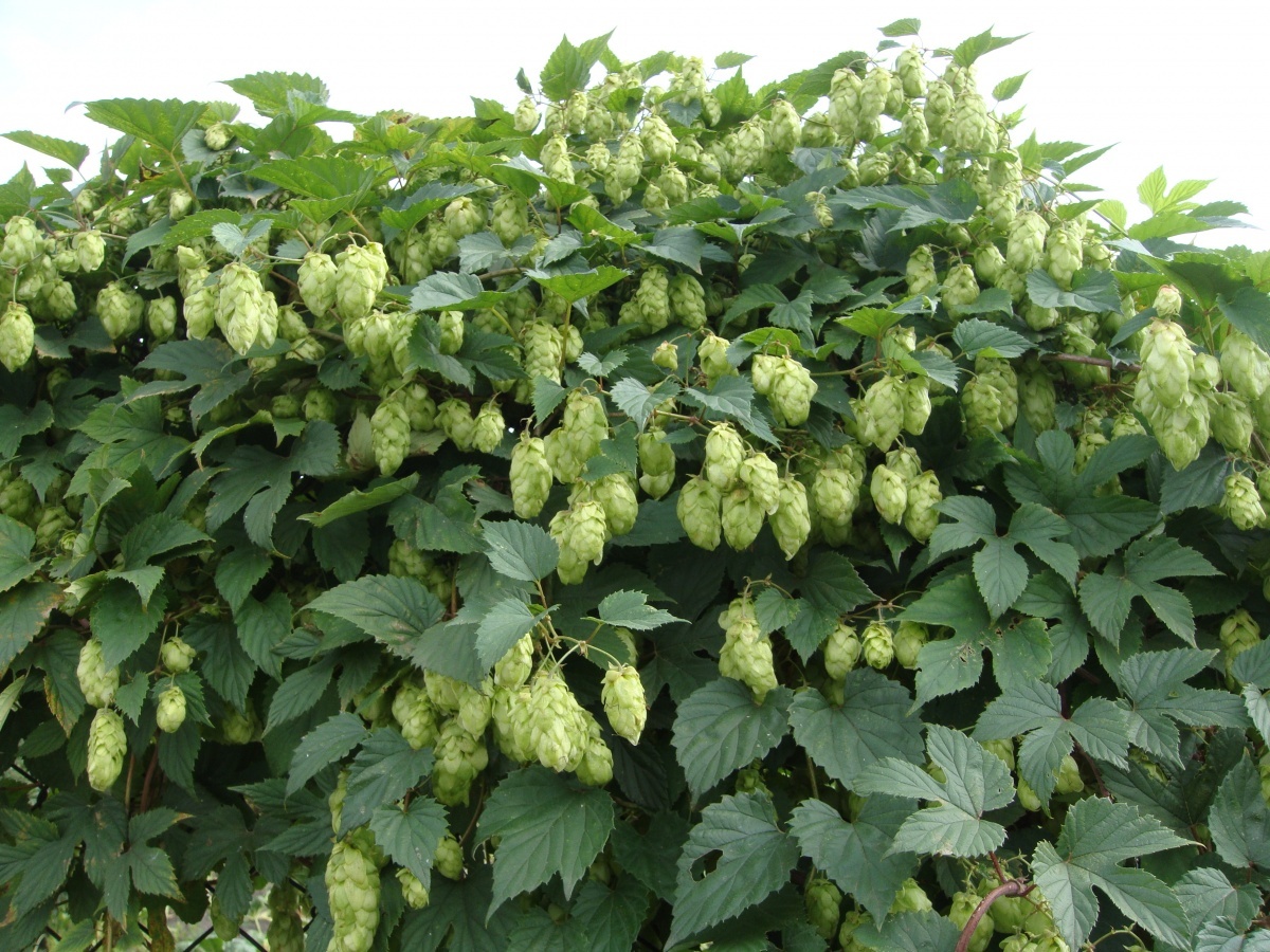 Хмель