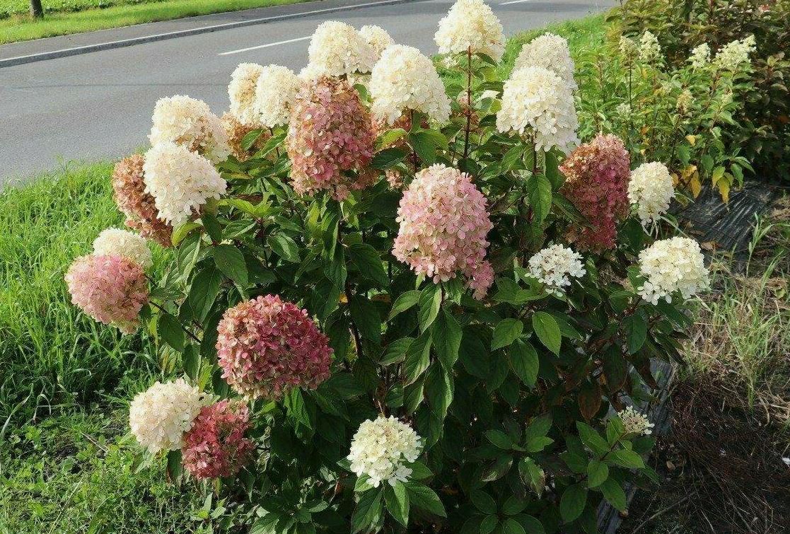 Гортензия метельчатая Гортензия метельчатая