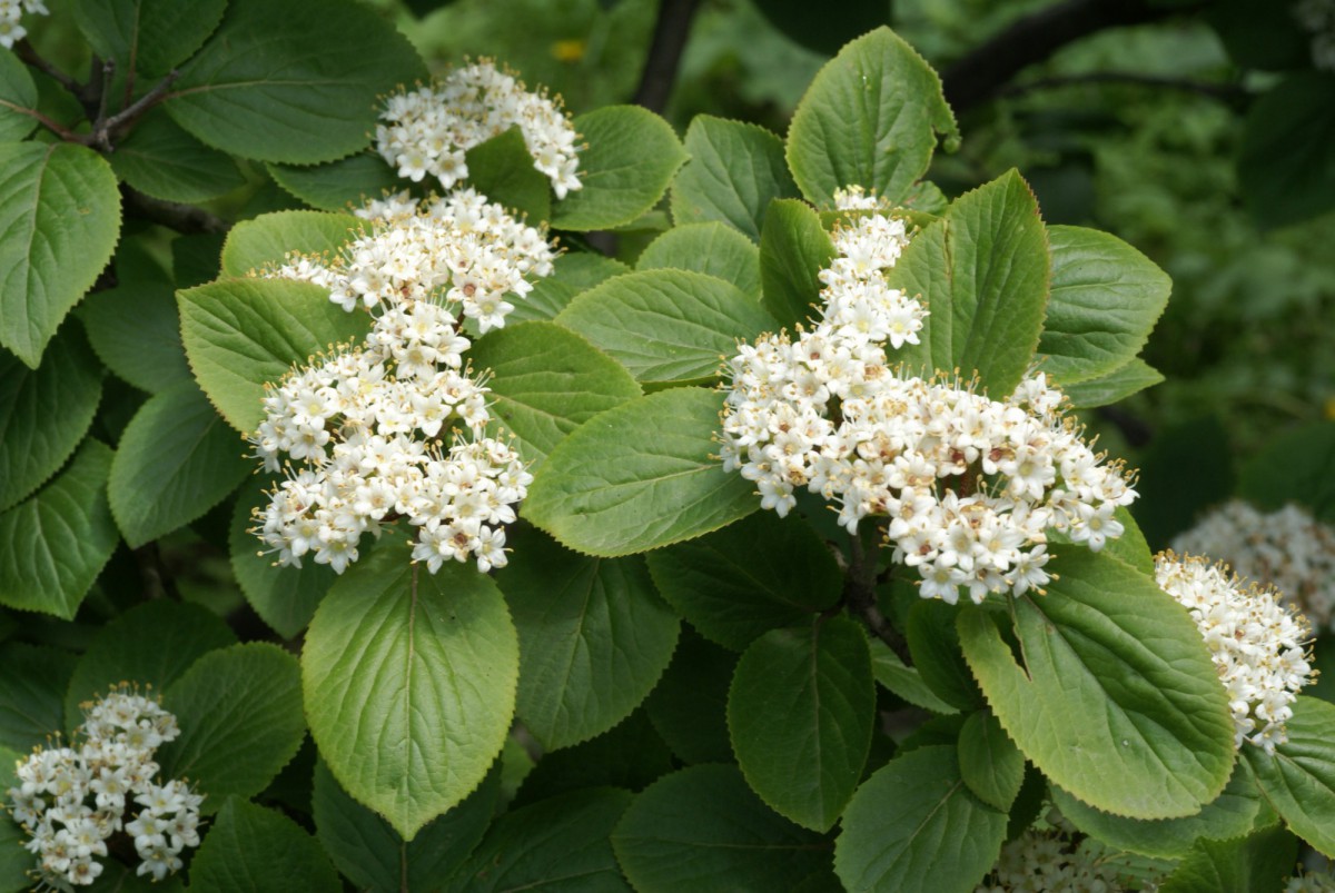 Калина буреинская