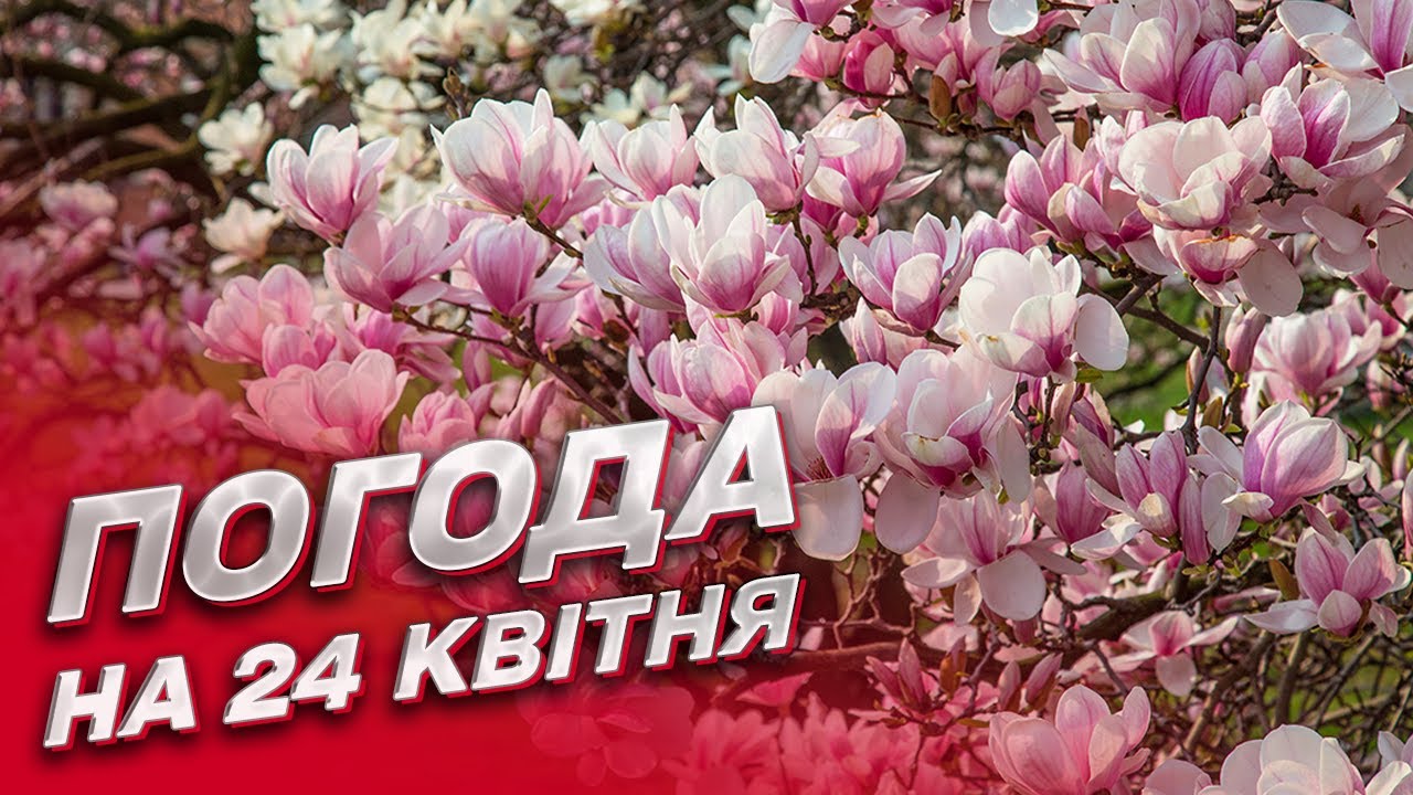 Магнолия Суланжа