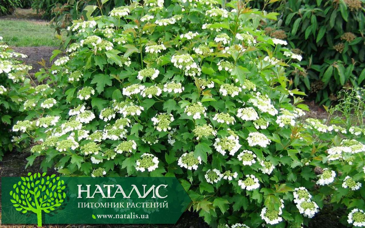 Калина душистая