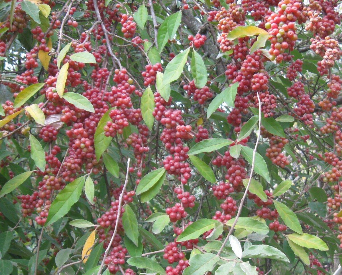 Облепиха Облепиха