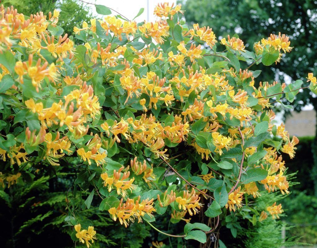 Жимолость золотистая