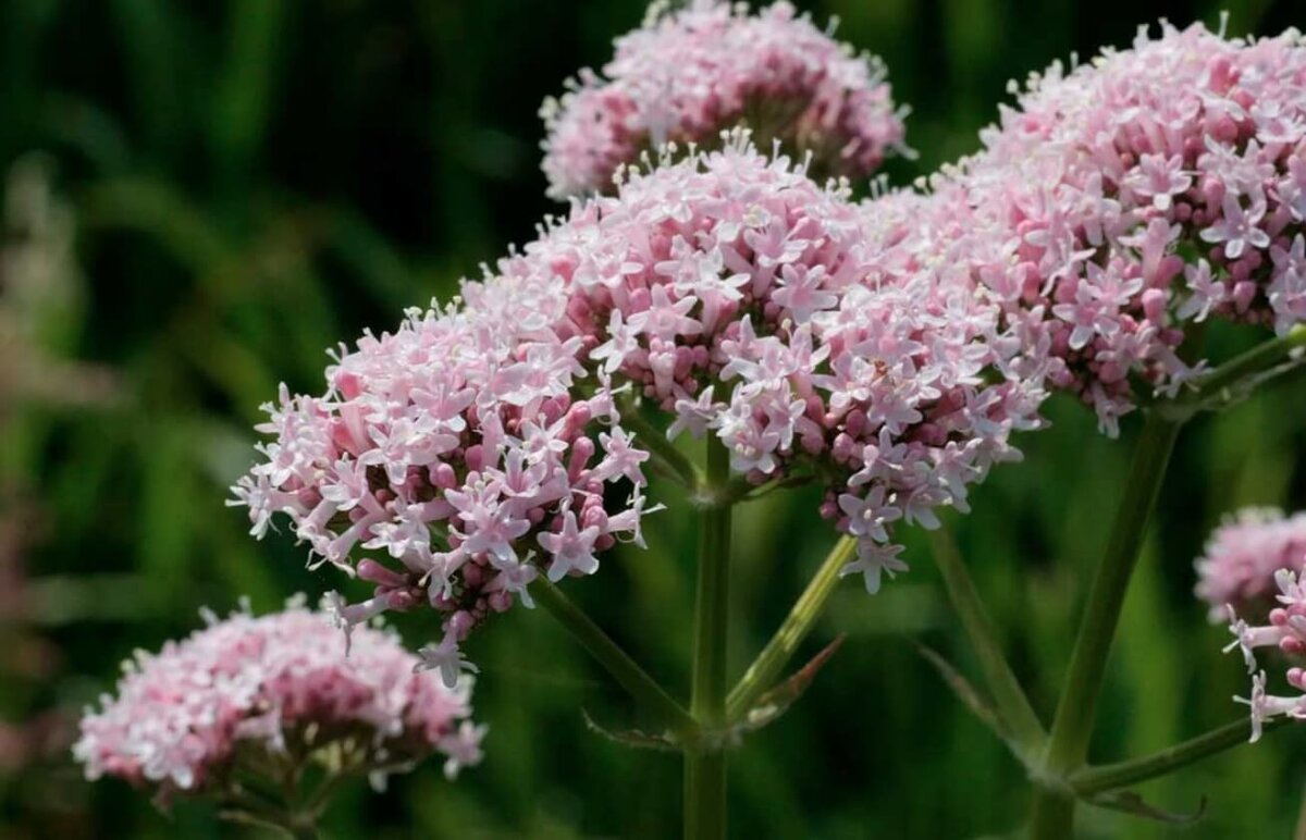 Валериана Валериана