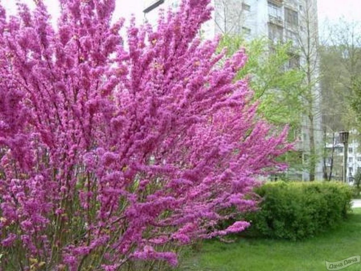 Багрянник японский