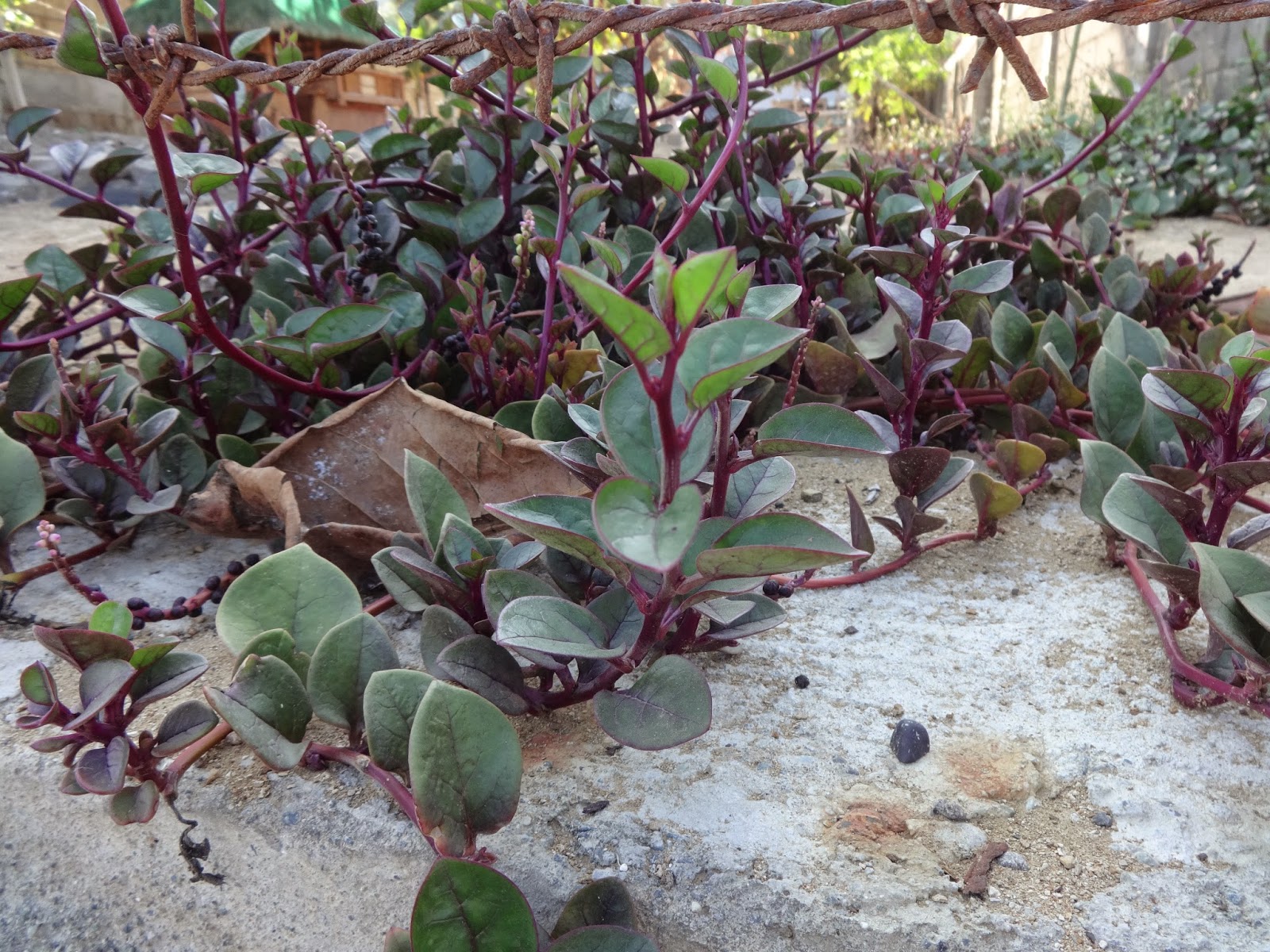 Базелла Базелла