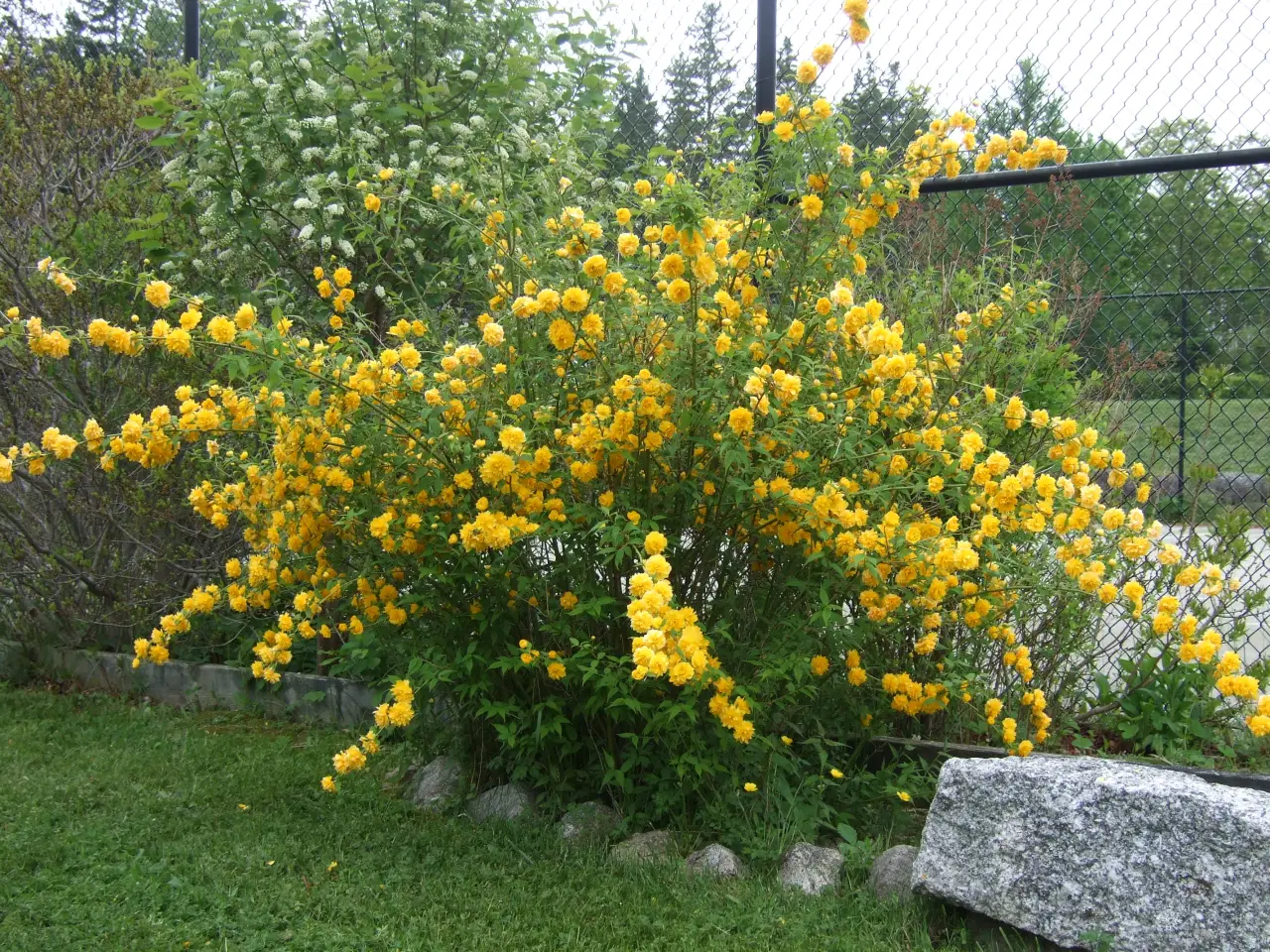 Керрия Керрия