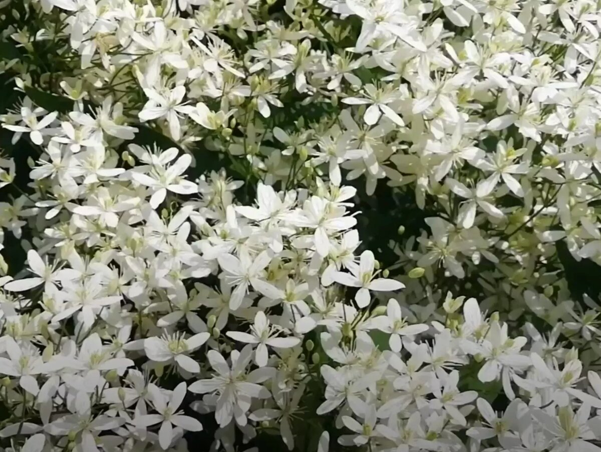 Клематис метельчатый