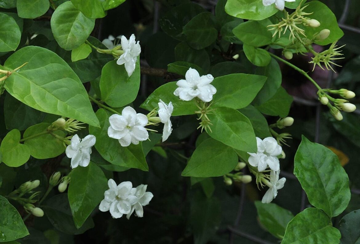 Жасмин самбак