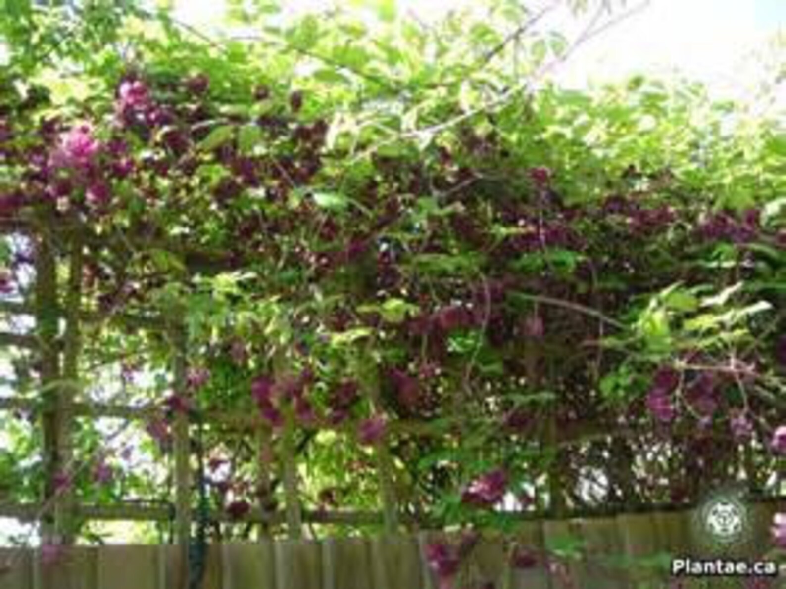 Акебия крупноцветковая