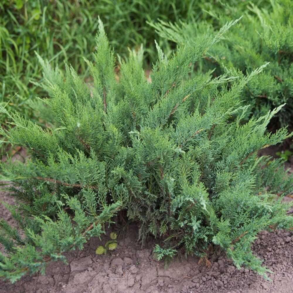 Можжевельник казацкий