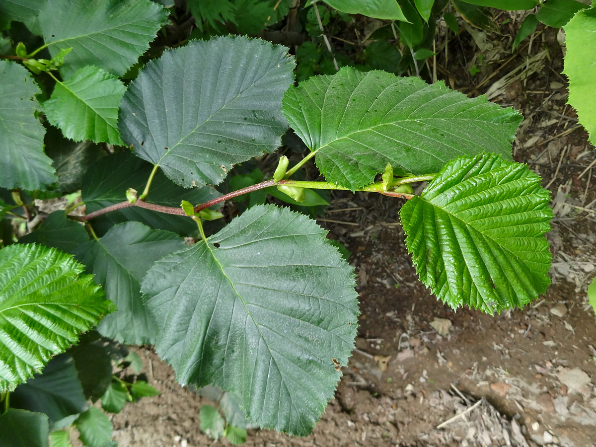 Ольха Максимовича