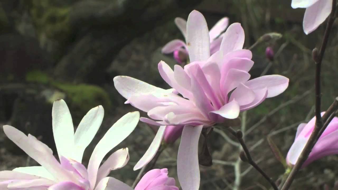 Магнолия звездчатая