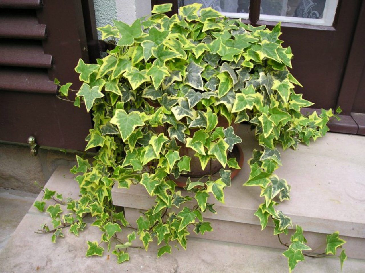 Плющ пестролистный