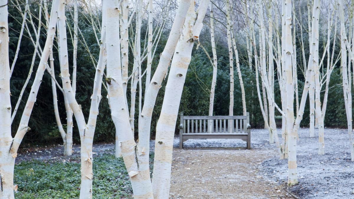 Береза ребристая