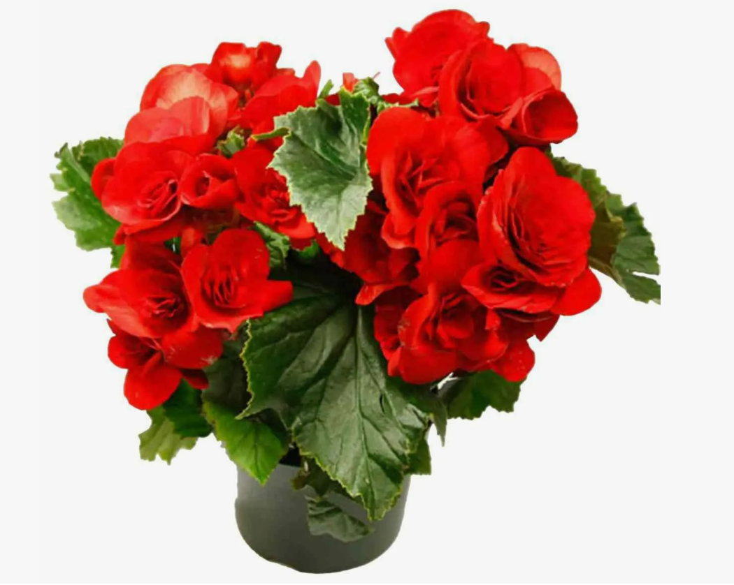 Бегония Бегония