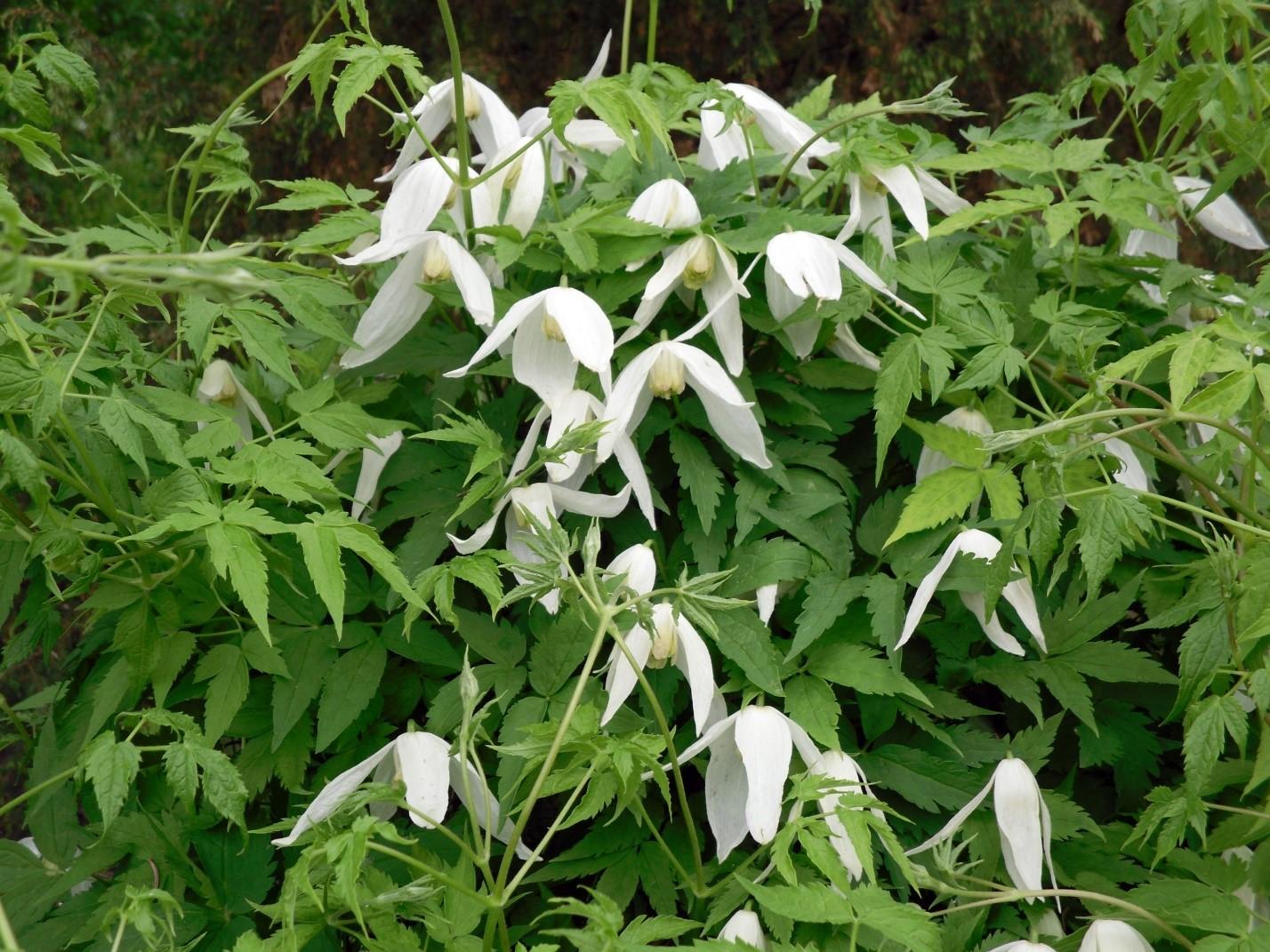 Княжик корейский