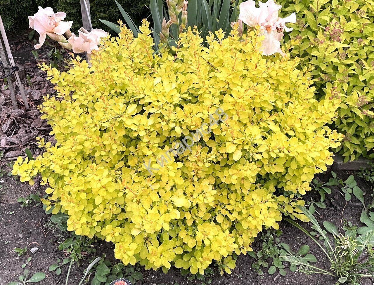 Барбарис многоцветковый Барбарис многоцветковый