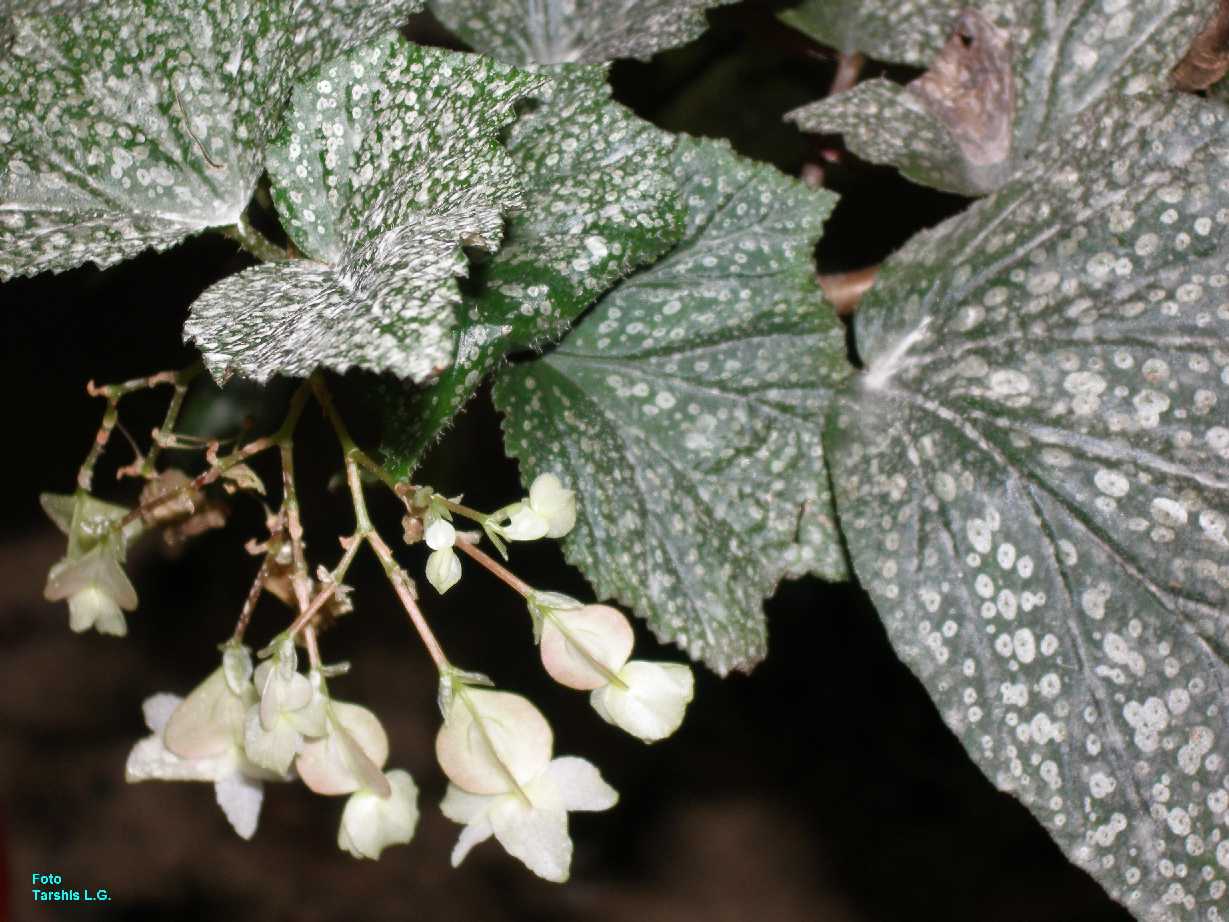 Бегония пятнистая