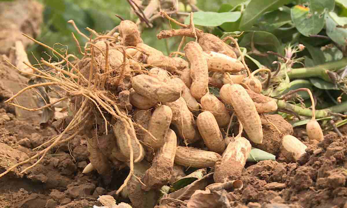 Бамбарский земляной орех