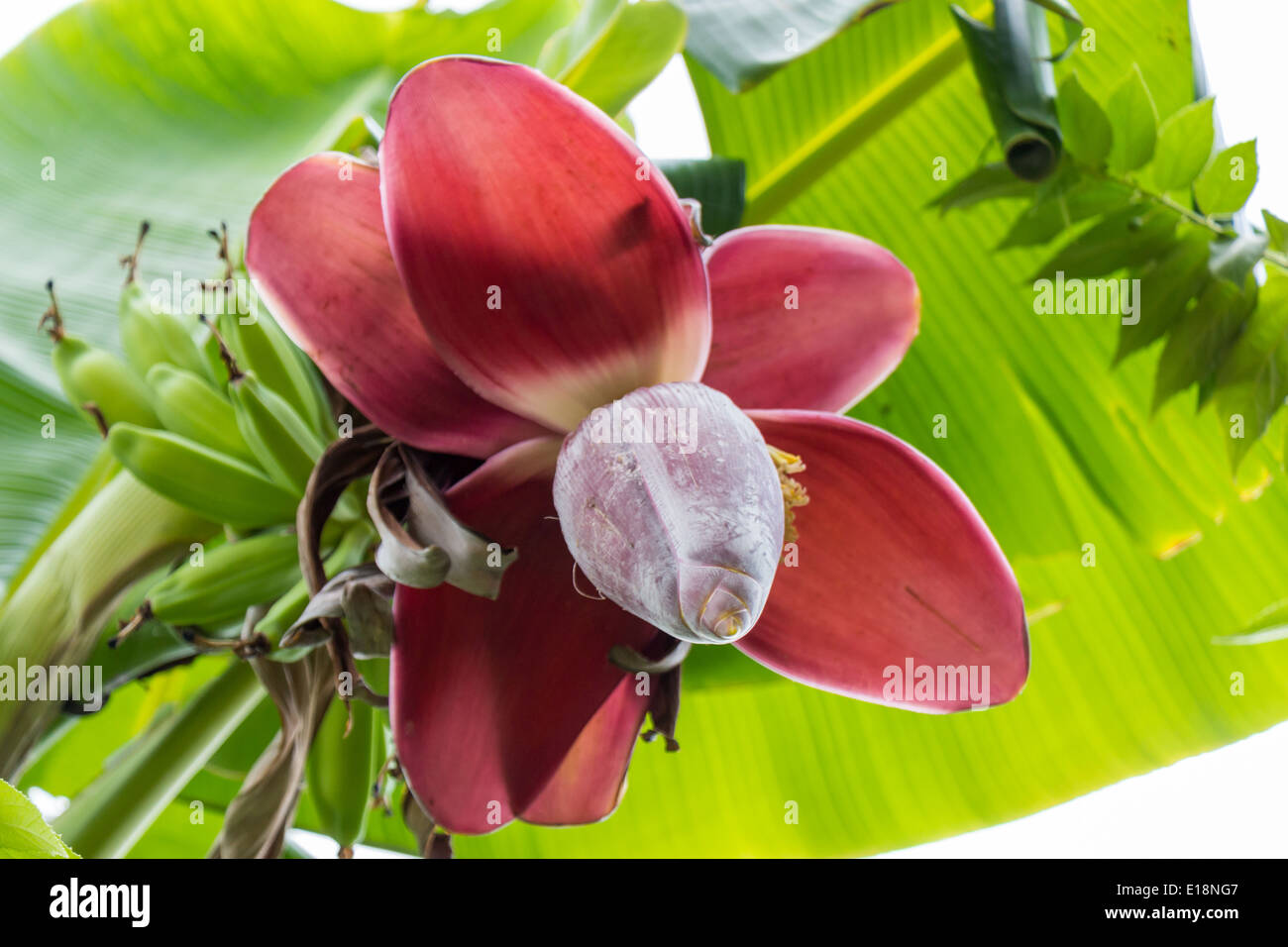 Банан заострённый