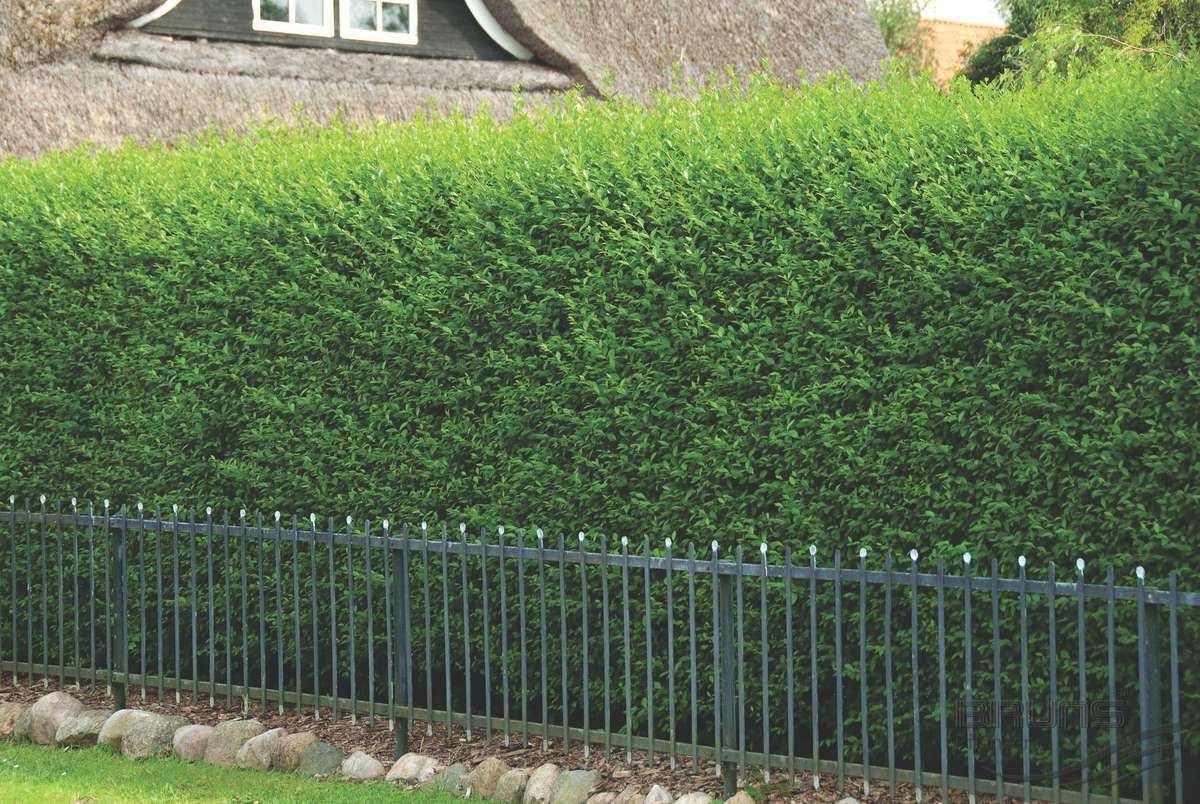 Бирючина плотная Бирючина плотная