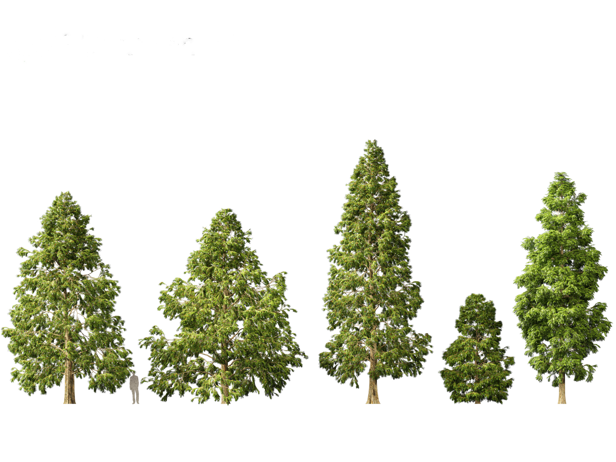 Горец Горец