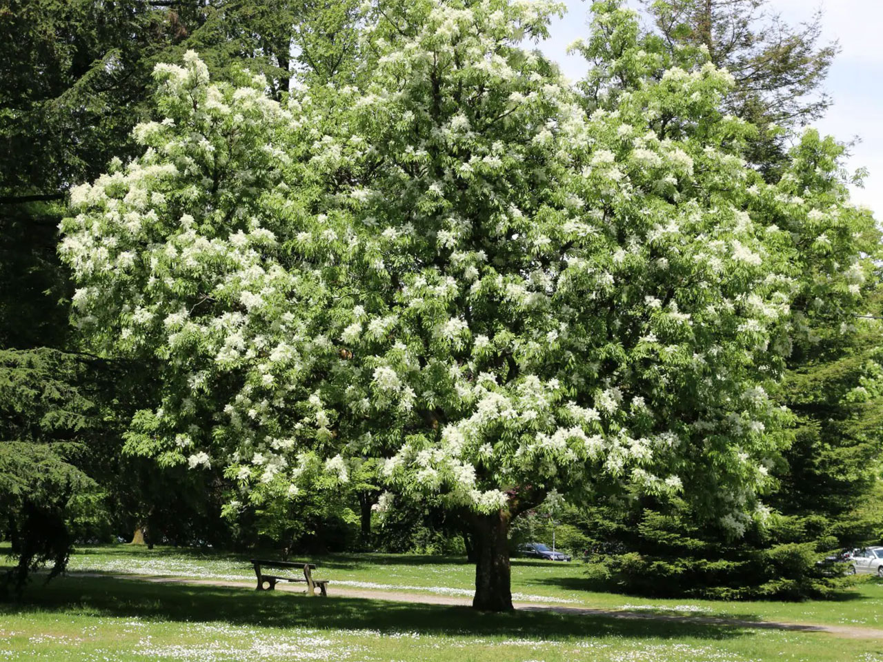 Ясень белый