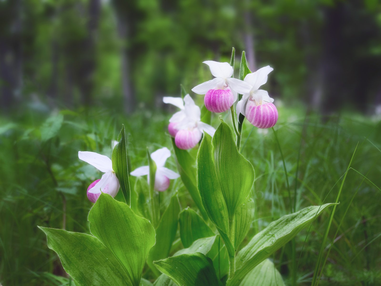 Башмачок королевы