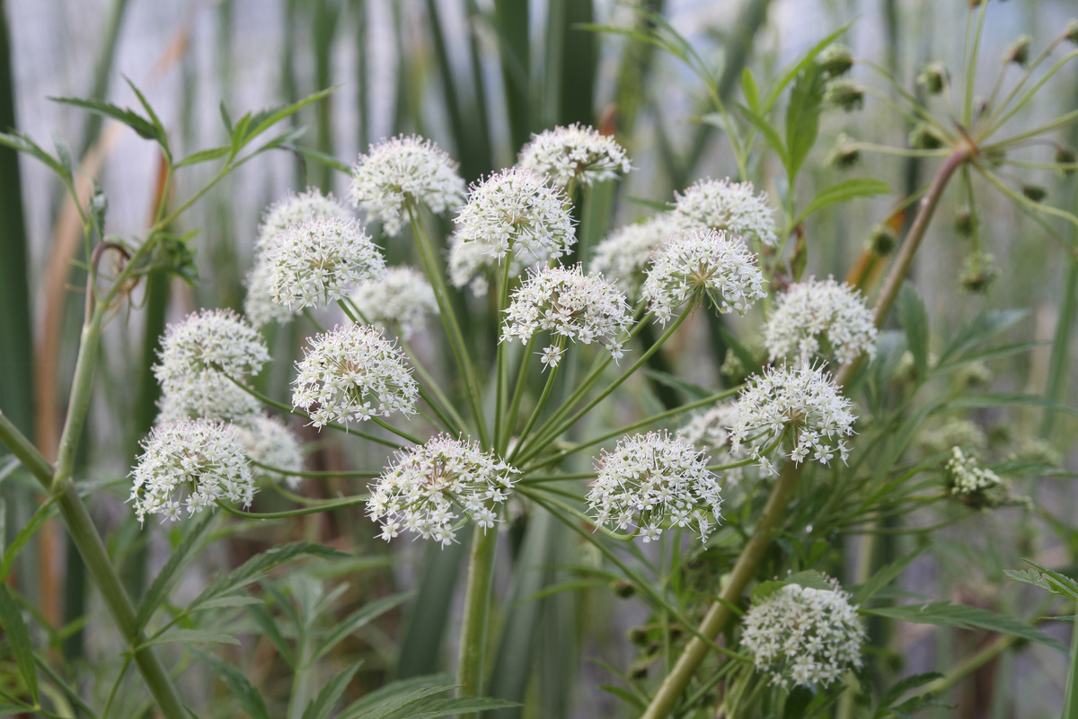 Баланофоровые