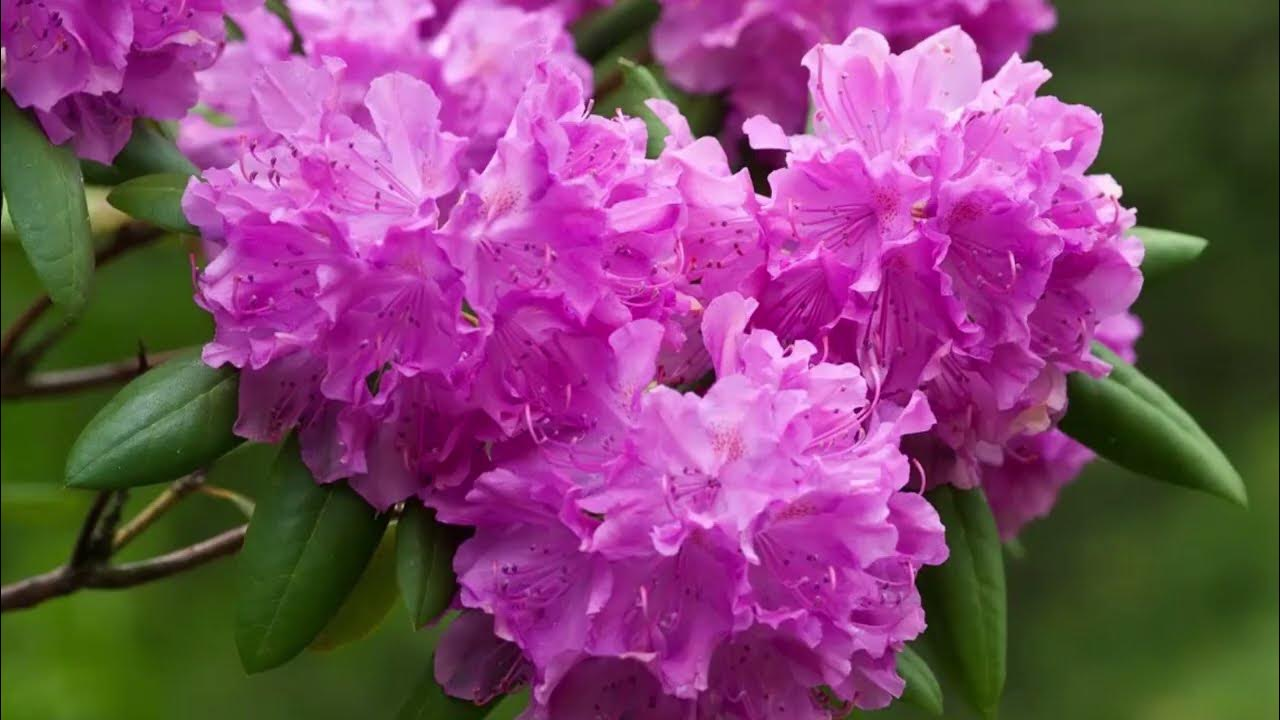 Рододендрон Рододендрон