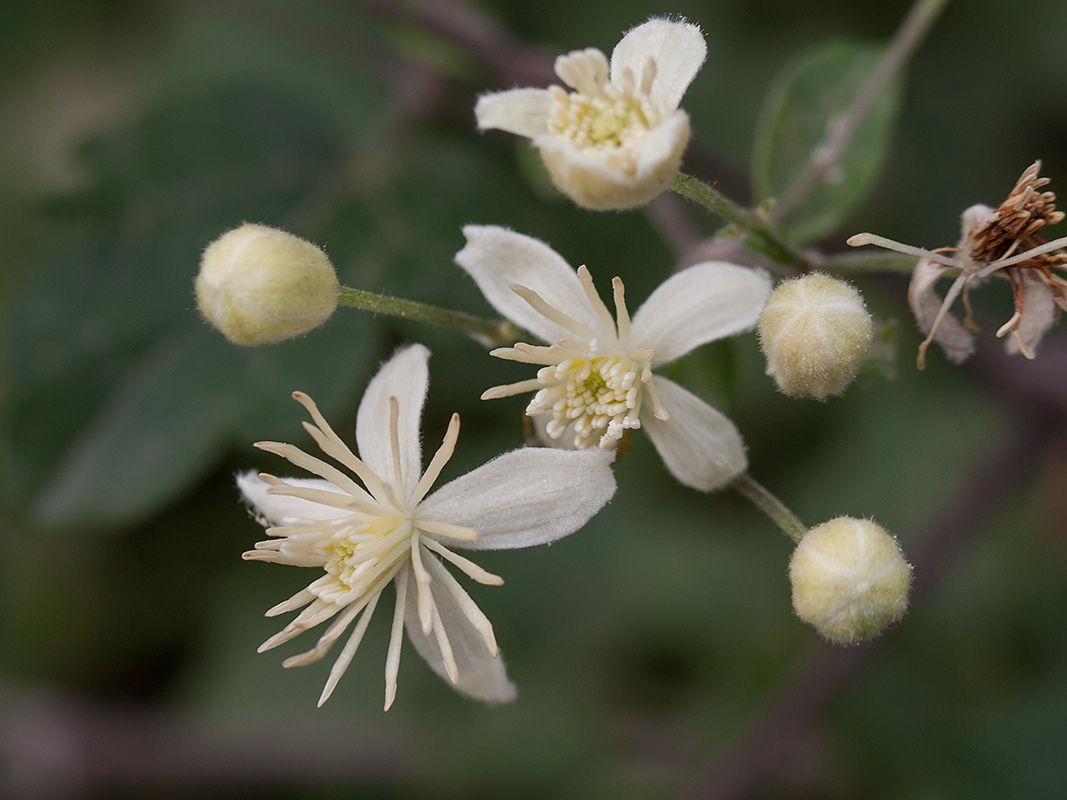 Ломонос сизый