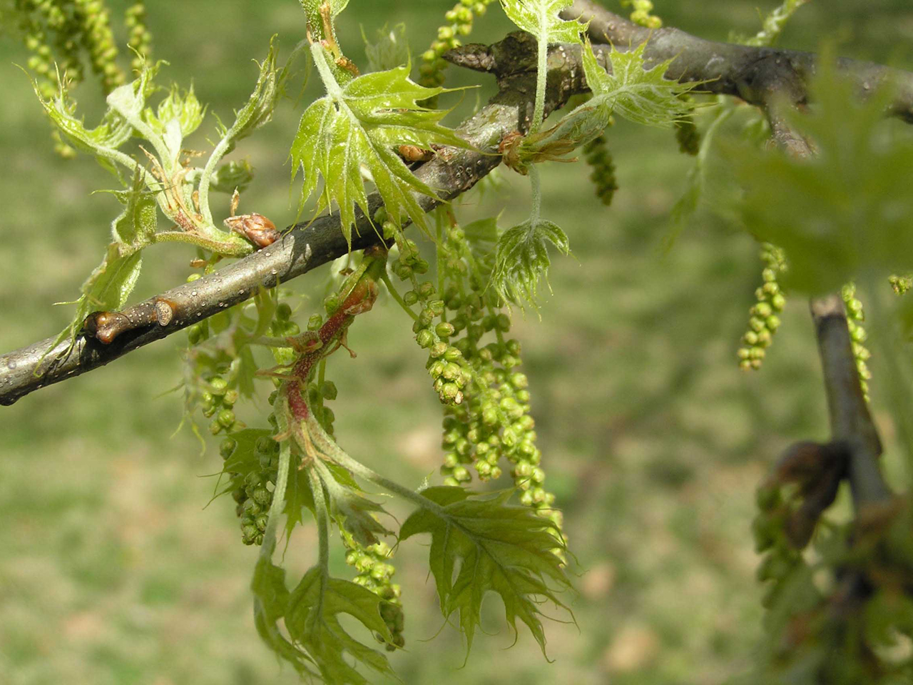 Дуб болотный