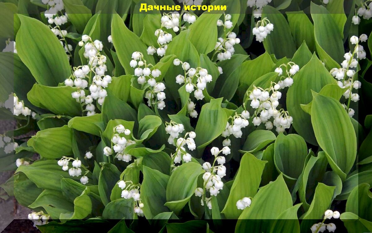 Ландыш майский