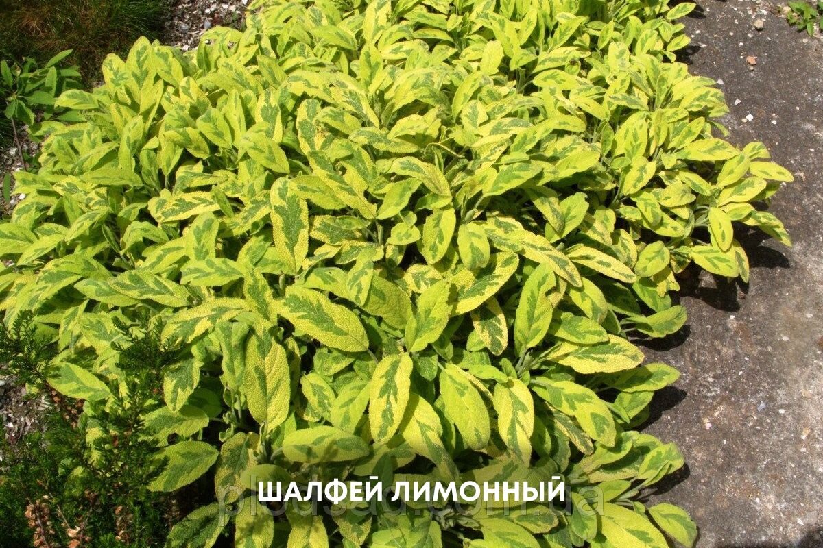 Шалфей Шалфей
