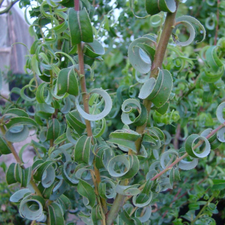 Ива вавилонская