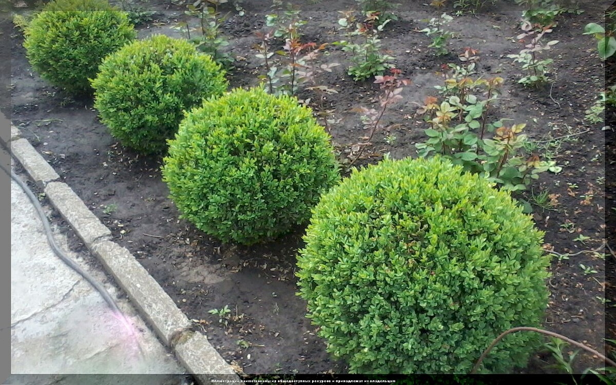 Самшит вечнозеленый