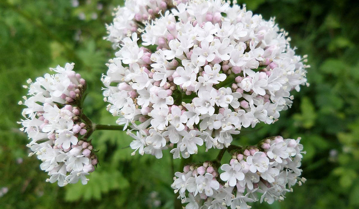 Валериана Валериана