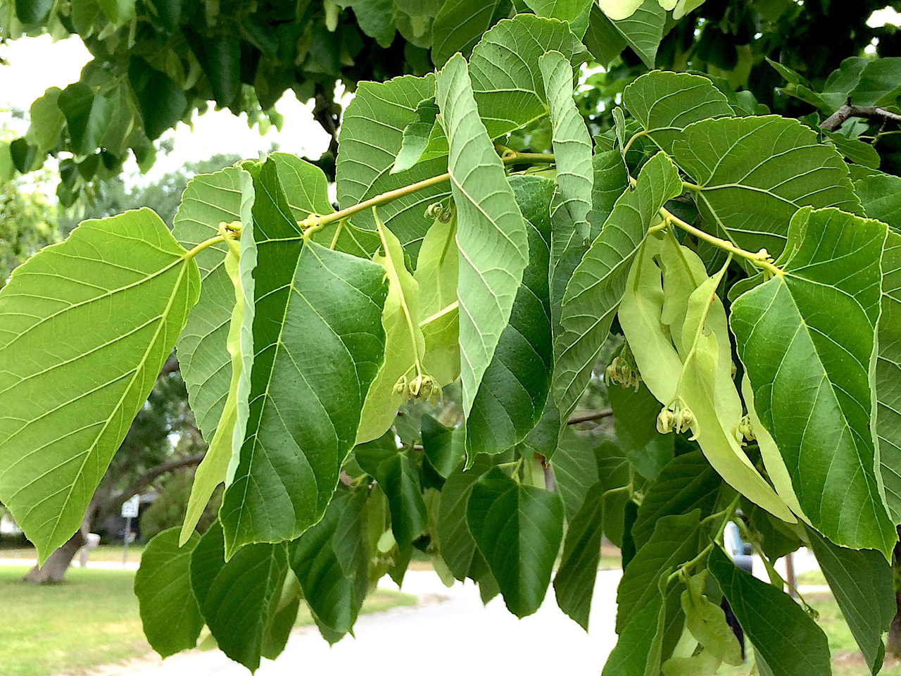 Липа американская