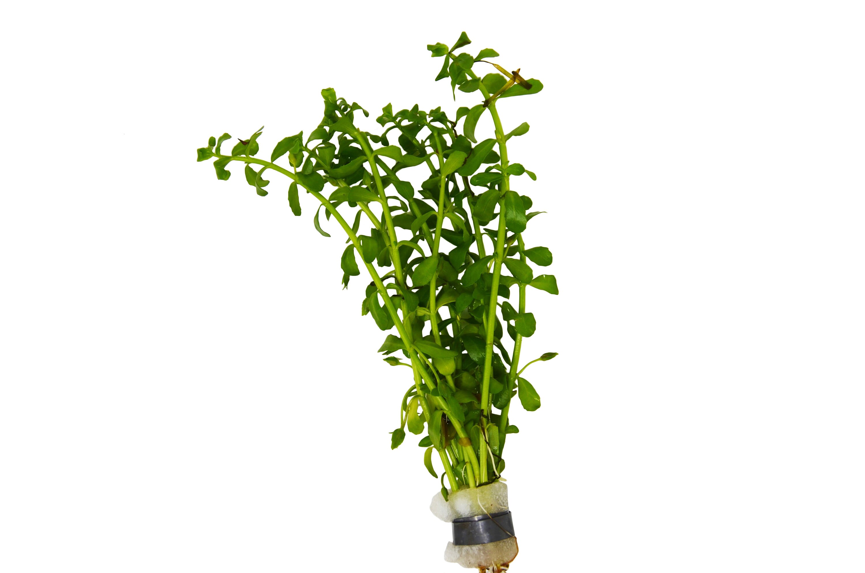 Бакопа Монье