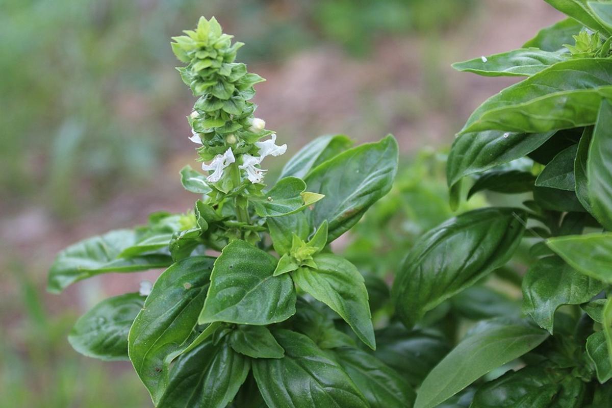 Базилик приятнейший